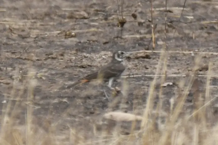 File:Pinarocorys erythropygia - Zac Peterson - 606234236.jpeg