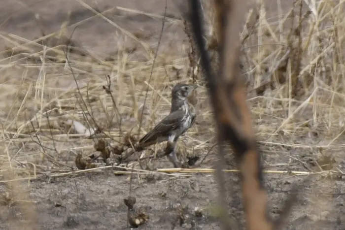 File:Pinarocorys erythropygia - Zac Peterson - 606234221.jpeg