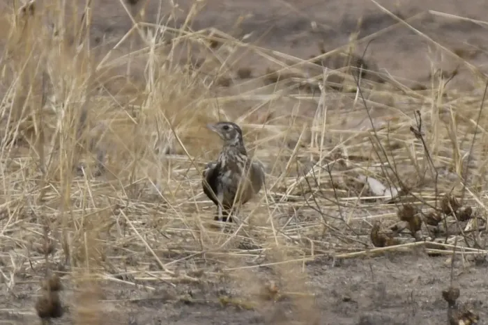 File:Pinarocorys erythropygia - Zac Peterson - 606234211.jpeg