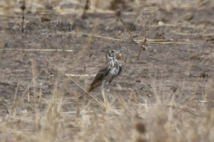 File:Pinarocorys erythropygia - Zac Peterson - 606234203.jpeg