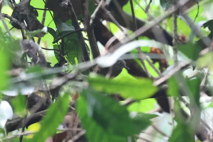 File:Macrosphenus flavicans hypochondriacus - Tommy Andriollo - 462196959.jpeg