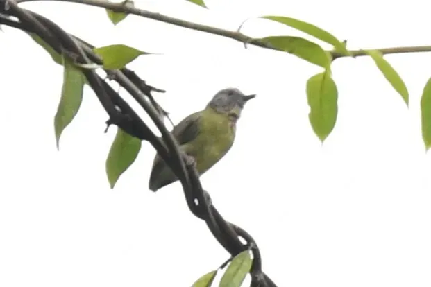 File:Sylvietta denti - Zac Peterson - 582389067.jpeg