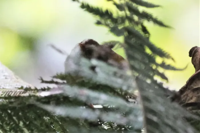 File:Sylvietta leucophrys - Tommy Andriollo - 306734086.jpeg