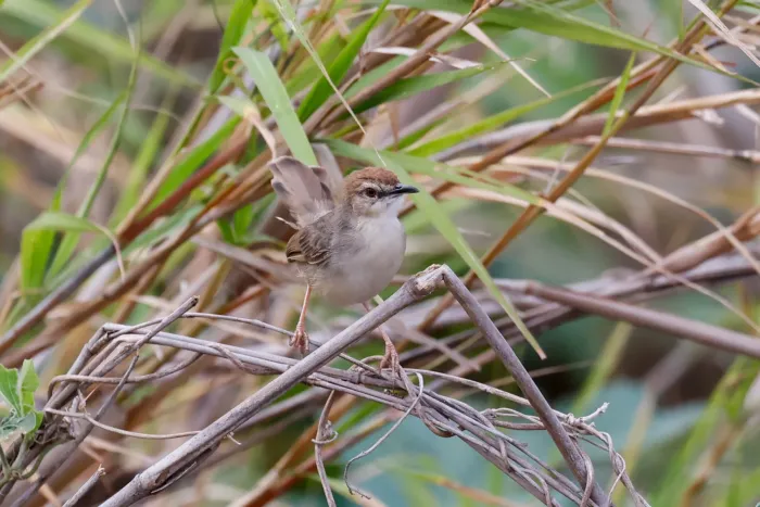 File:Cisticola bakerorum - Tom Field - 476849162.jpeg