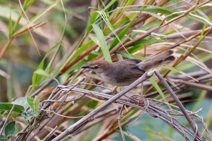 File:Cisticola bakerorum - Tom Field - 476849176.jpeg