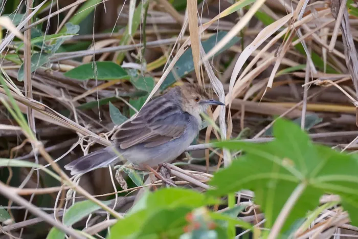 File:Cisticola anderseni - Tom Field - 476849178.jpeg