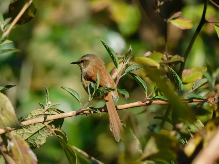 File:Prinia cinereocapilla - Jagdish Singh Negi - 461850275.jpeg