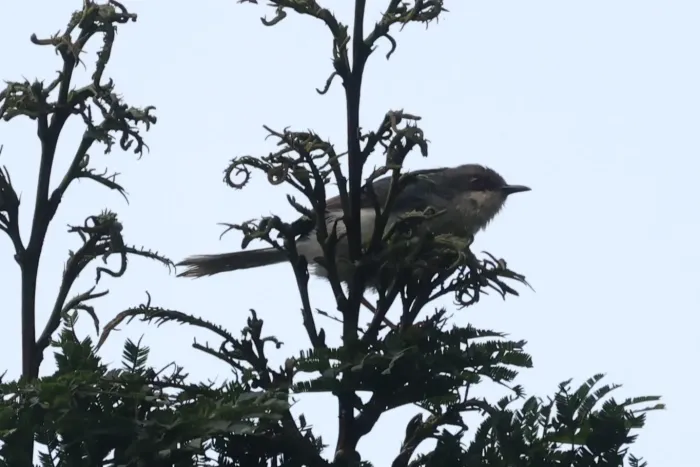 File:Apalis cinerea - Tommy Andriollo - 447744685.jpeg