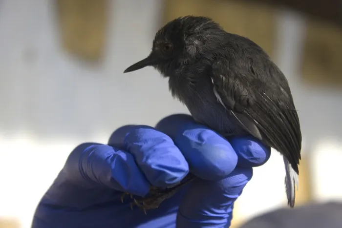 File:Poliolais lopezi lopezi - Chris Quirin - 173824336.jpeg