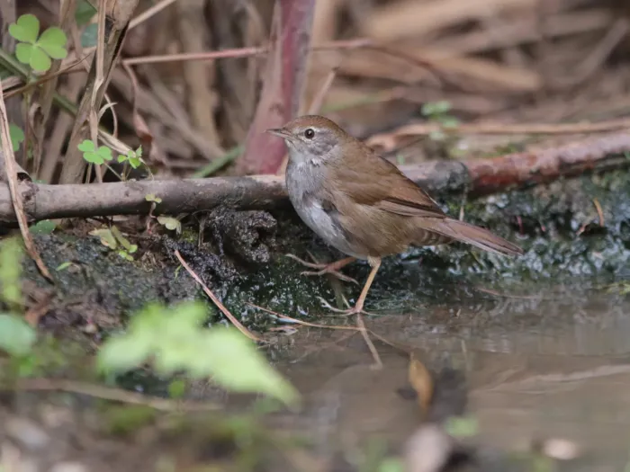 File:Locustella thoracica - Ian Dugdale - 547329307.jpeg