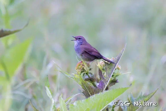 File:Locustella thoracica - Wang.QG - 483427706.jpeg