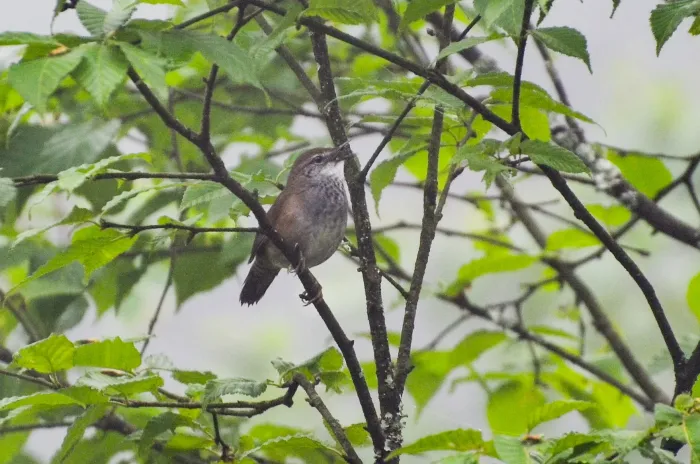 File:Locustella thoracica - Jay Pruett - 348396384.jpeg