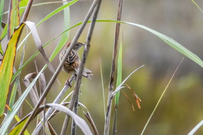 File:Cincloramphus macrurus - Jay Pruett - 335598160.jpeg