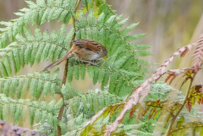 File:Cincloramphus macrurus - Jay Pruett - 335598983.jpeg