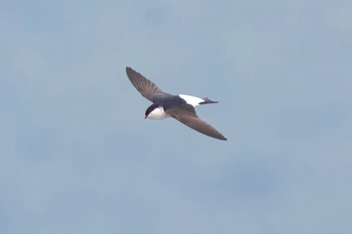 File:Delichon lagopodum - egorbirder - 383889829.jpeg