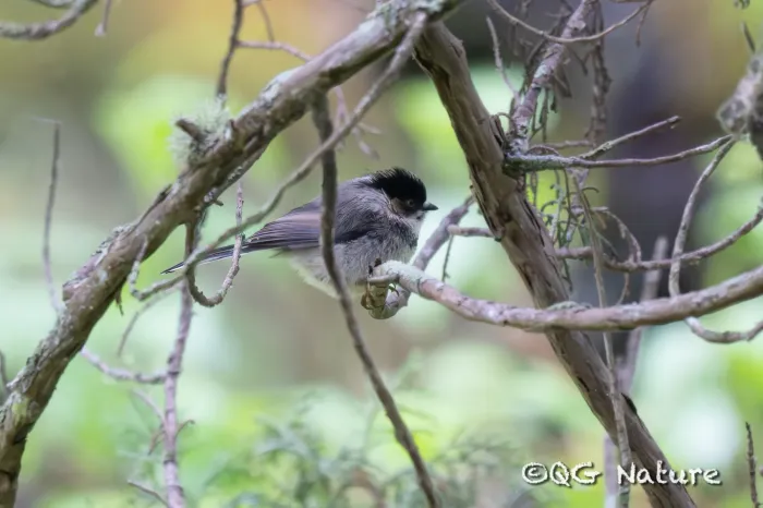 File:Aegithalos iouschistos bonvaloti - Wang.QG - 287845213.jpeg