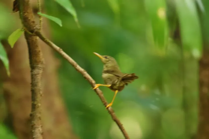 File:Horornis annae - Thibaud Aronson - 39944437.jpeg