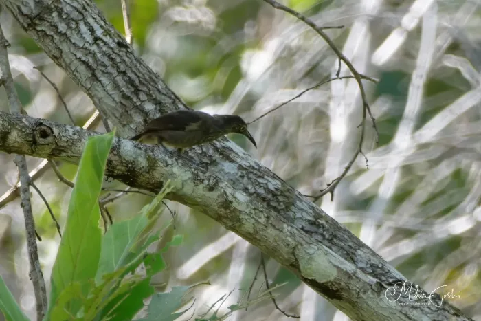 File:Melilestes megarhynchus - mihirjoshi - 349334653.jpeg