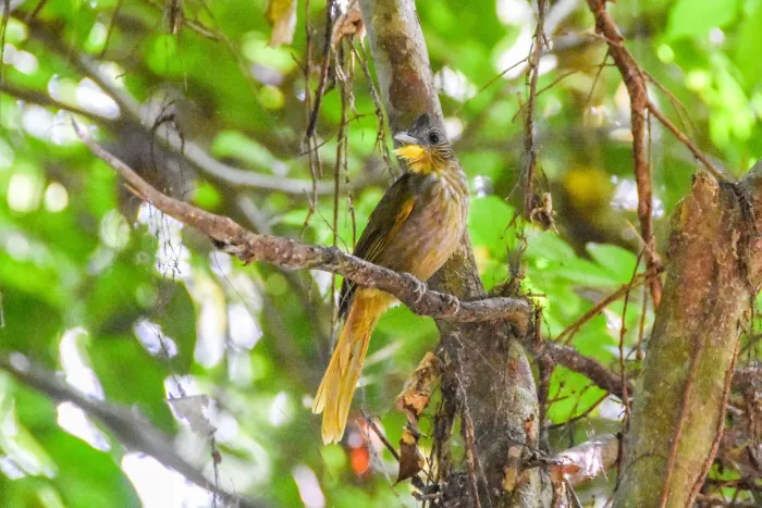 File:Criniger barbatus - Jay Pruett - 180599578.jpeg