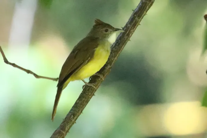 File:Alophoixus bres - Seth Wollney - 340167289.jpeg