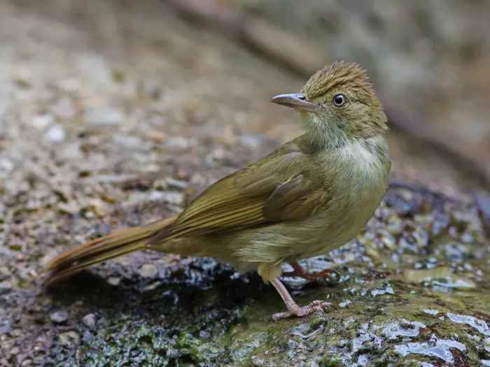 File:Iole viridescens - Ian Dugdale - 546783986.jpeg