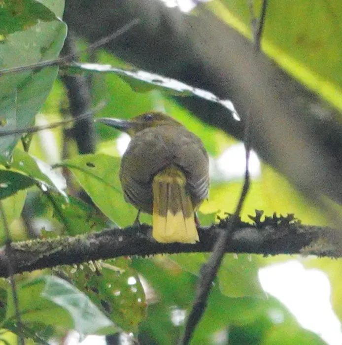 File:Hypsipetes affinis - desertnaturalist - 247224677.jpeg