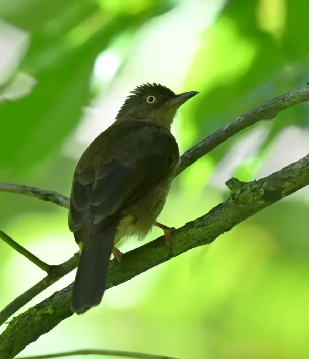 File:Pycnonotus pseudosimplex - Chrissy McClarren and Andy Reago - 461238260.jpeg