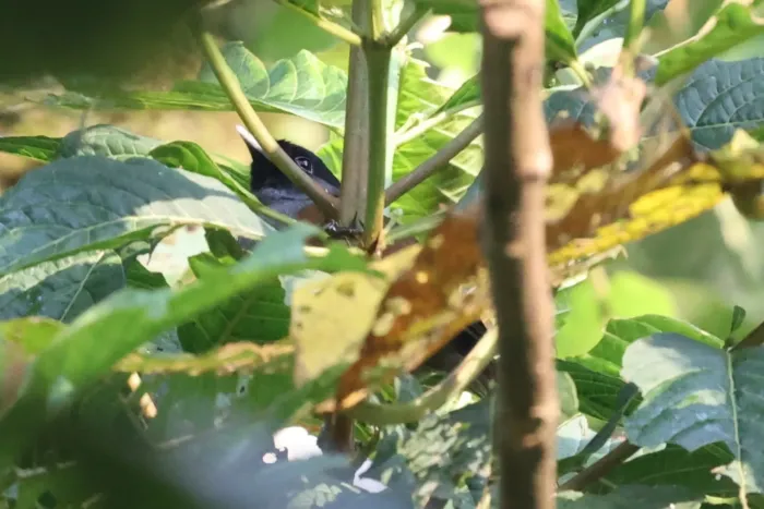 File:Sylvia atriceps - Tommy Andriollo - 447905627.jpeg