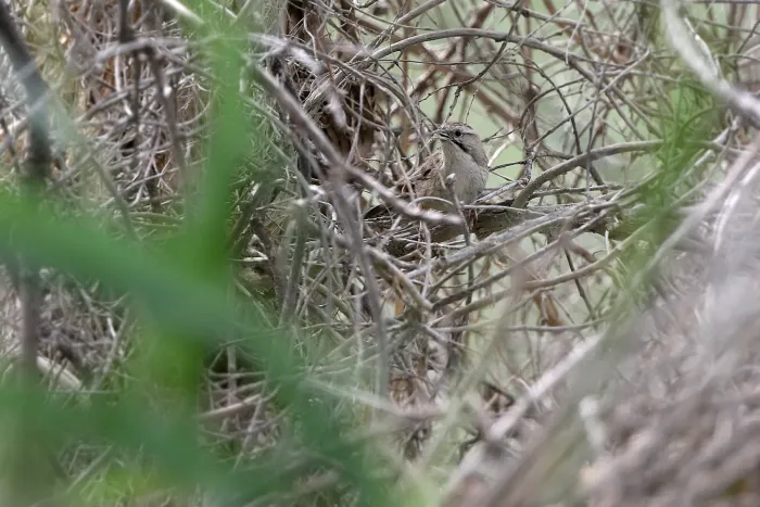 File:Rhopophilus albosuperciliaris - James Eaton - 395649633.jpeg