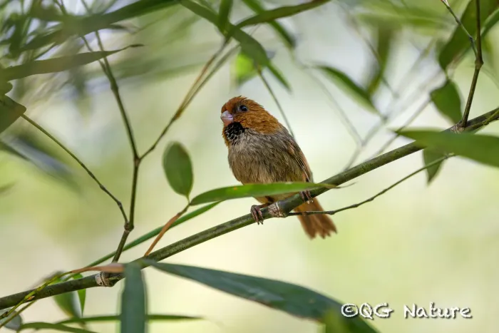 File:Suthora davidiana - Wang.QG - 486297269.jpeg