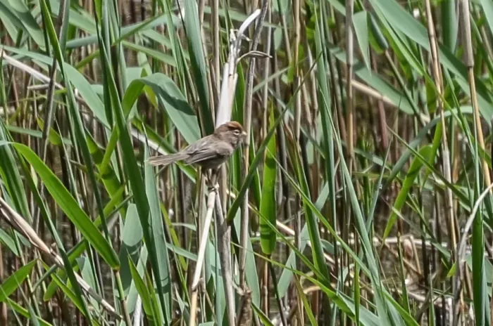 File:Suthora conspicillata - Jay Pruett - 347877387.jpeg