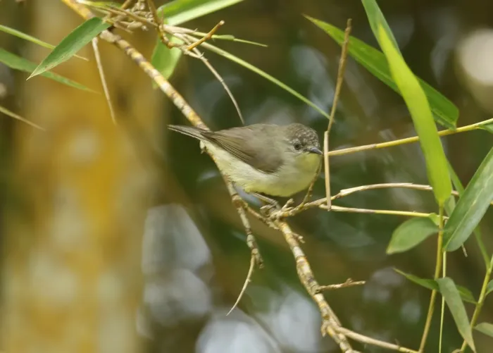 File:Heleia squamifrons - Don Wellmann - 402634617.jpeg