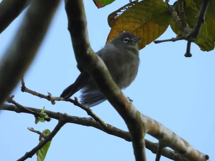 File:Zosterops modestus - Michael Bakker Paiva - 453455831.jpeg