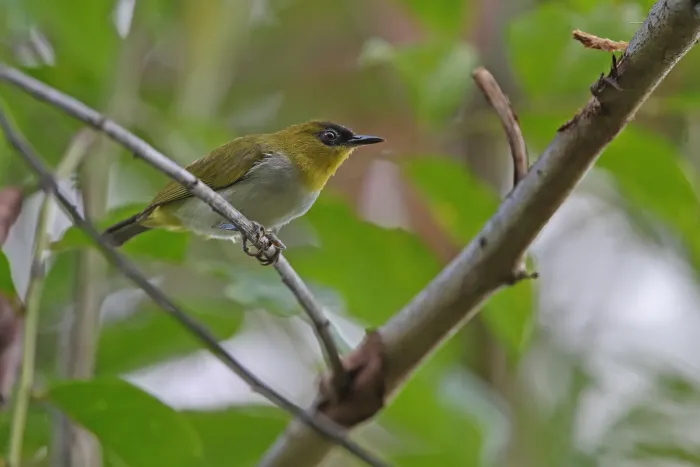 File:Zosterops somadikartai - James Eaton - 435252482.jpeg