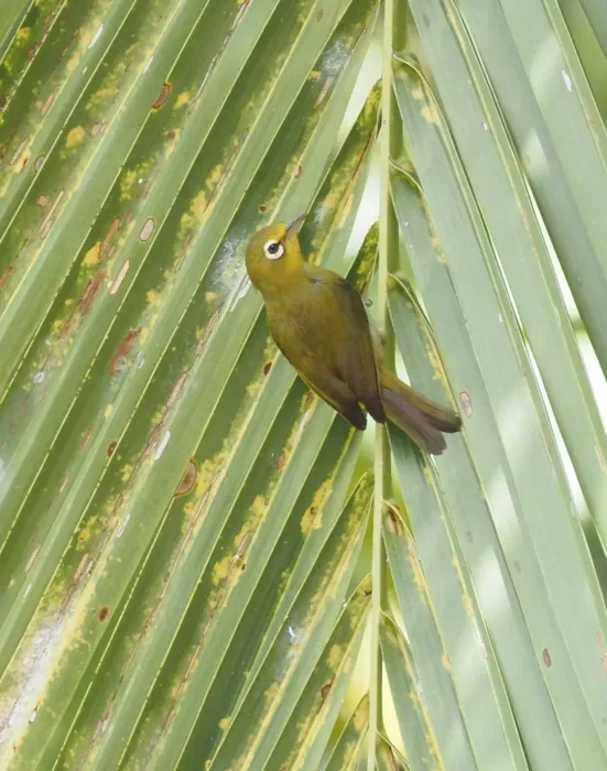 File:Zosterops minutus - Rosario - 348564397.jpeg