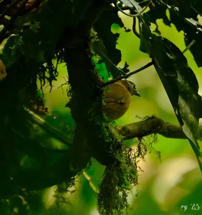 File:Illadopsis fulvescens - Martin Gutewort - 352625947.jpeg