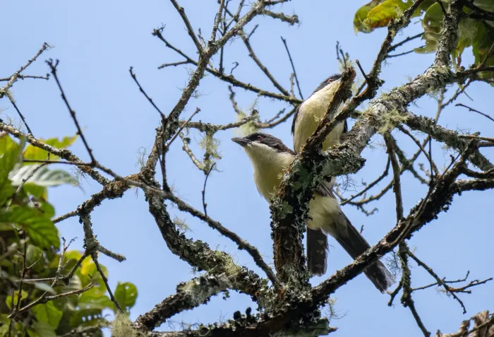 File:Laniellus albonotatus - Forest Botial-Jarvis - 313036108.jpeg