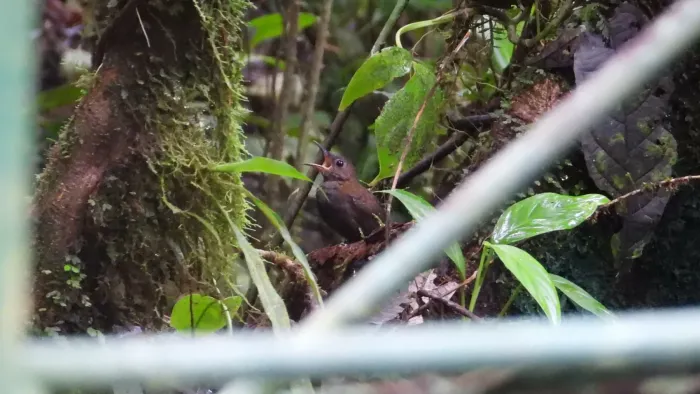 File:Microcerculus philomela - Dan MacNeal - 356035150.jpeg