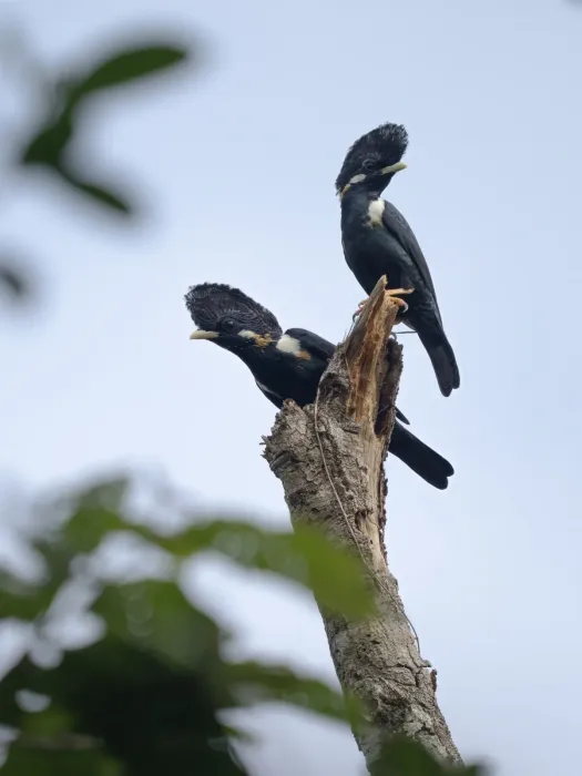 File:Basilornis galeatus - James Eaton - 583464608.jpeg