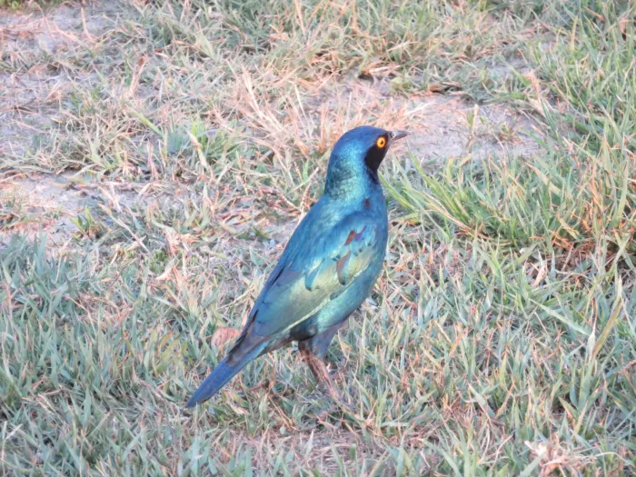 File:Lamprotornis chloropterus elisabeth - Jonathan Whitaker - 96619936.jpeg