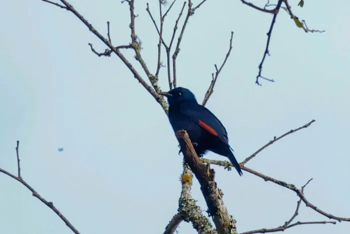 File:Onychognathus walleri - Tom Field - 477672555.jpeg