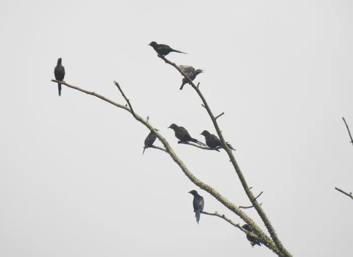 File:Poeoptera lugubris - Antoine Thivolle - 620277906.jpeg