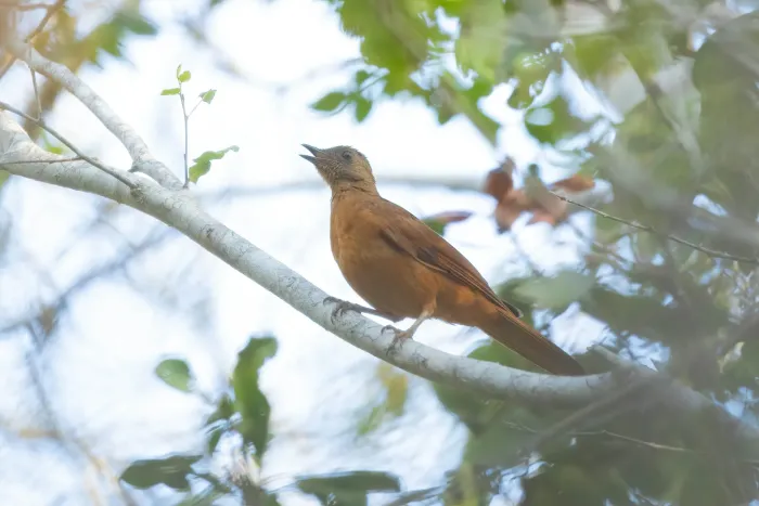 File:Neocossyphus rufus rufus - Thibaud Aronson - 277965819.jpeg