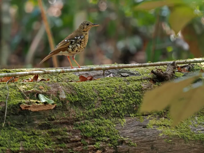 File:Zoothera machiki - James Eaton - 336775710.jpeg