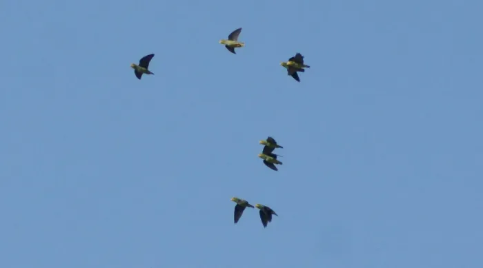 File:Touit batavicus - Mark Hulme - 73899709.jpeg