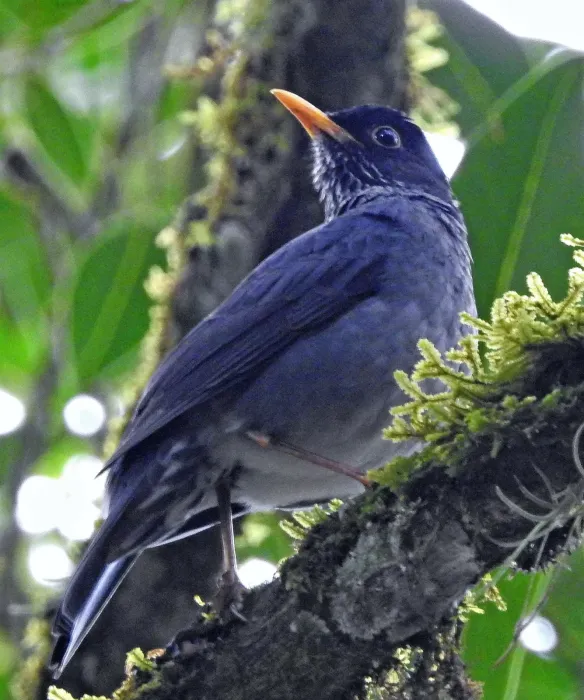 File:Turdus nigriceps - Hugo Hulsberg - 221812303.jpeg