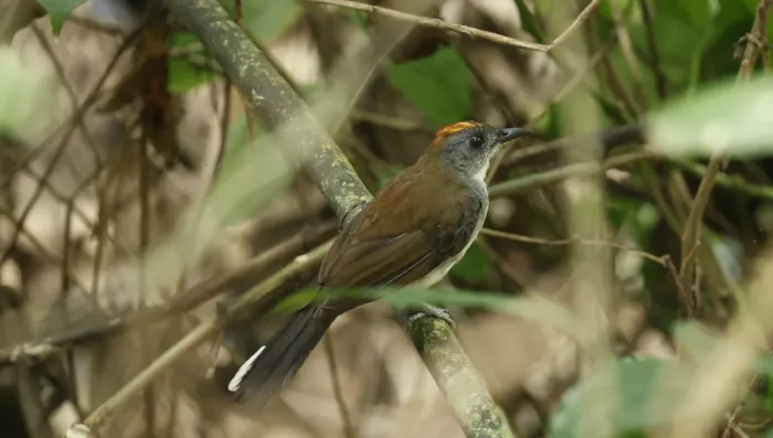 File:Alethe diademata - Don Wellmann - 452550799.jpeg