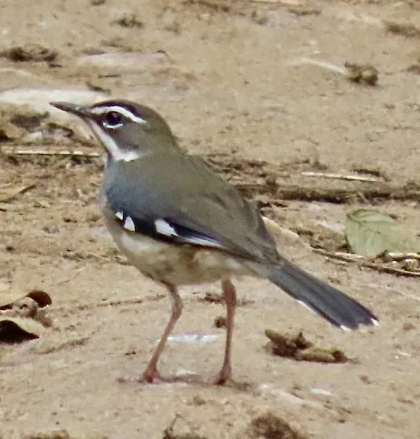 File:Tychaedon leucosticta - Irene - 600421134.jpeg