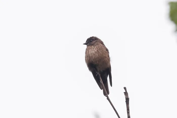 File:Artomyias fuliginosa - Tom Field - 479757404.jpeg