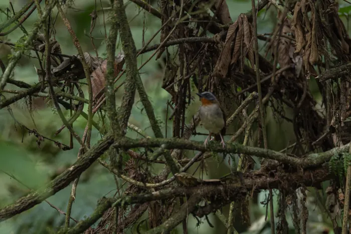 File:Chamaetylas poliophrys - Rafael Würtemberger - 393648671.jpeg